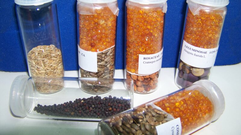 Imagen para Semana de la Ciencia en el IMGEMA (Instituto Municipal de Gestión Medioambiental Real Jardín Botánico de Córdoba)