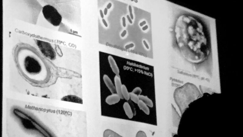 Imagen para Semana de la Ciencia en el Instituto de Recursos Naturales y Agrobiología de Sevilla (IRNAS)