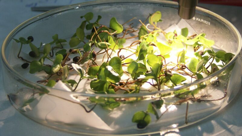 Imagen para Semana de la Ciencia en el Real Jardín Botánico de Córdoba