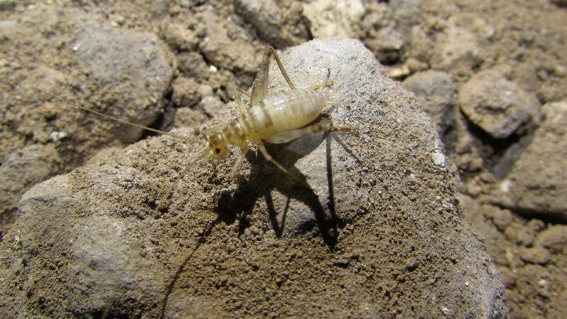 Imagen para Semana de la Ciencia en la Cueva de Nerja 2023