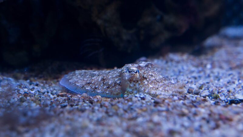 Imagen para Semana de la Ciencia en el Acuario de Sevilla