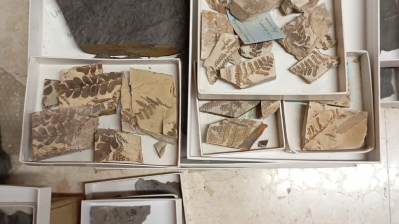 Imagen para Semana de la Ciencia en el Real Jardín Botánico de Córdoba