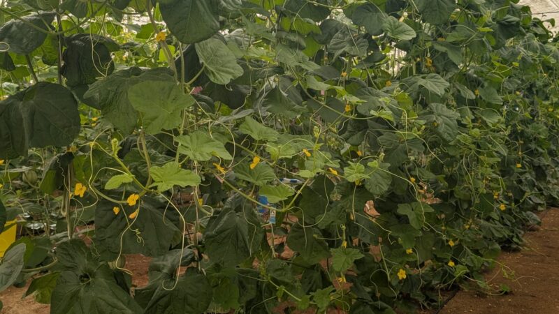 Imagen para Semana de la Ciencia en Baylab: descubre la ciencia detrás de la Agricultura