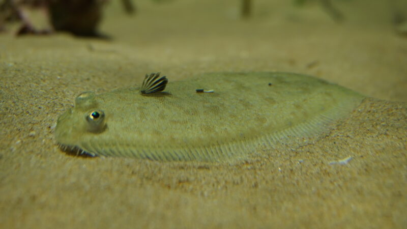 Imagen para Semana de la Ciencia en el Acuario de Sevilla