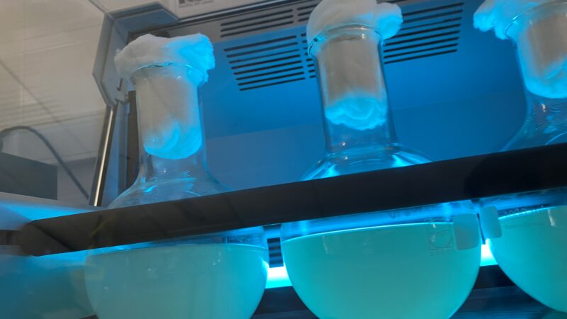 Imagen para Semana de la Ciencia en Baylab: descubre la ciencia detrás de la Agricultura